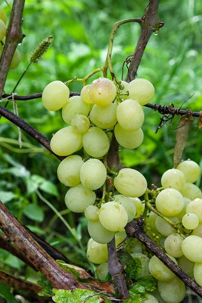 Demet üzüm şarap Emlak veya f yağmur sonra bir bağ içinde