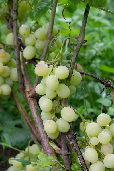 Demet üzüm şarap Emlak veya f yağmur sonra bir bağ içinde