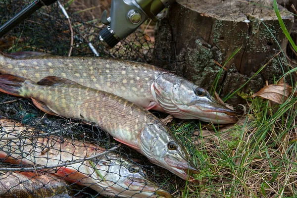 Zblízka pohled lží ryby sladkovodní štika na podběrák s f — Stock fotografie
