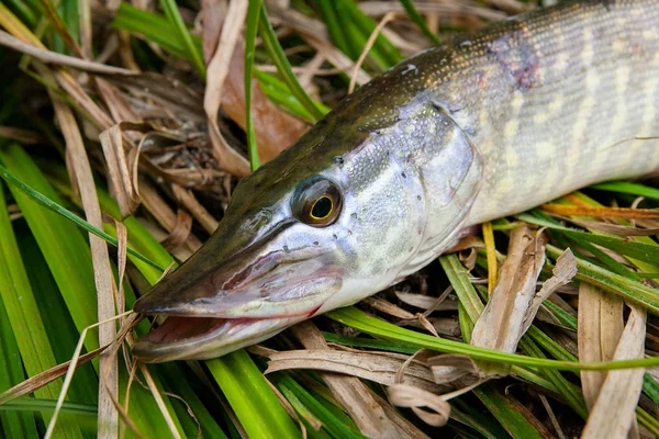Kuru ve yeşil reed üzerinde büyük tatlı su pike yalanların görünümü kadar kapatın.