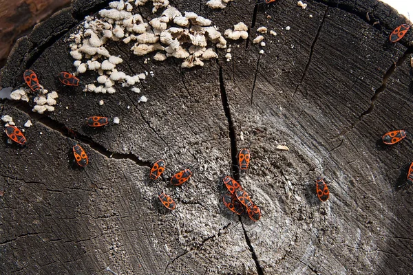 Siyah ve kırmızı Firebug'ı veya Pyrrhocoris apterus, eski bir ağaç trun üzerinde