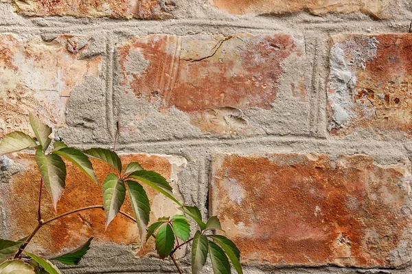 Bahçe yabani üzüm ile sonbahar yaprakları bir tuğla duvara.