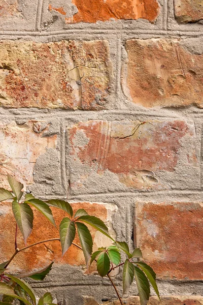 Bahçe yabani üzüm ile sonbahar yaprakları bir tuğla duvara.