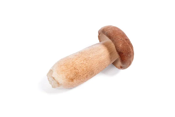 Одномісний гриб Порчіні, відомий як болет Едуліс ізольований на білому — стокове фото