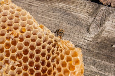 Tatlı tatlım ile petek üzerinde çalışma arı görünümü kadar kapatın
