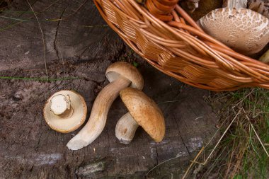 Birkaç porcini mantar (Boletus mantarı, cep, penny çörek, porci