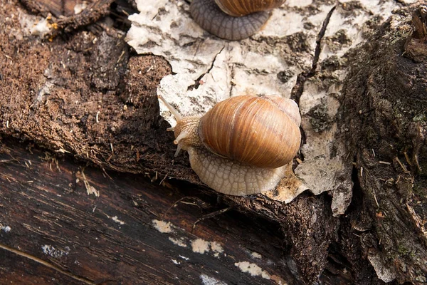 Burgundy snail (Helix, Roman snail, edible snail, escargot) craw — Stock Photo, Image