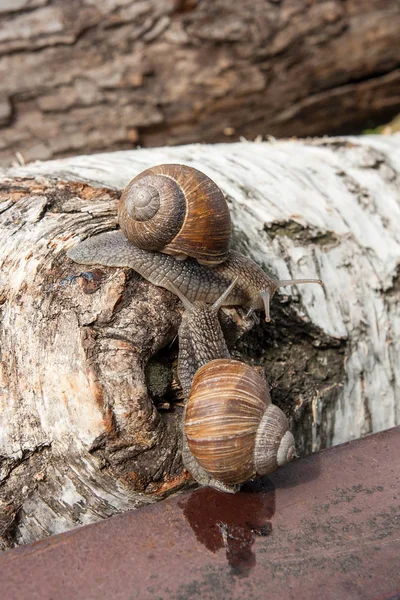 Δύο μεγάλα σαλιγκάρια της Βουργουνδίας (Helix, το ρωμαϊκό σαλιγκάρι, βρώσιμα σαλιγκάρια, escar — Φωτογραφία Αρχείου