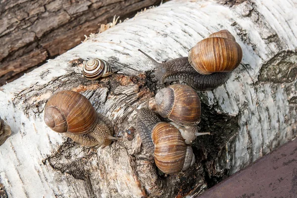 Grupo de grandes caracóis da Borgonha (Helix, caracol romano, caracol comestível , — Fotografia de Stock