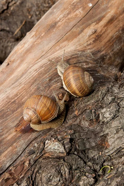 Dos caracoles de Borgoña (Helix, caracol romano, caracol comestible, caracol escarlata ) — Foto de Stock