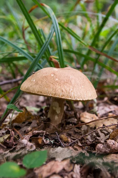 Гриб Porcini растет на лесной подстилке осенью — стоковое фото