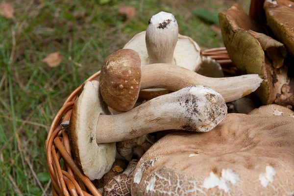 Karljohanssvamp (Boletus edulis, cep, penny bulle, Karl Johan eller ki — Stockfoto