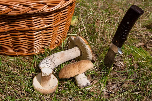 Flera Karljohanssvamp (Boletus edulis, cep, penny bulle, porci — Stockfoto