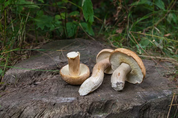 Birkaç porcini mantar (Boletus mantarı, cep, penny çörek, porci — Stok fotoğraf