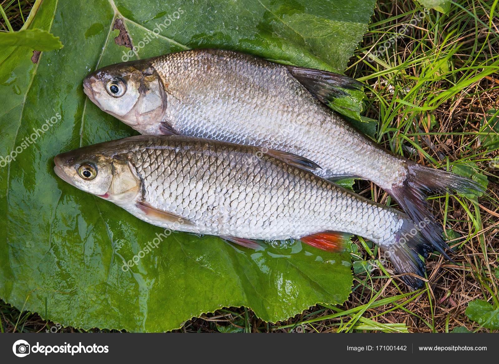 Sötvatten braxen och Färna fisk på naturliga bakgr — Stockfotografi ©  kostik2photo #171001442