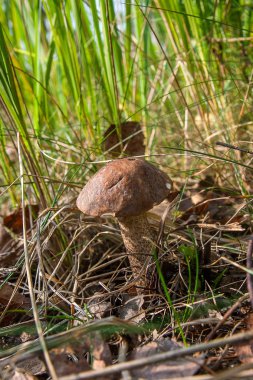 Bir yeşil yosun büyüyen orman mantar kahverengi kap çörek