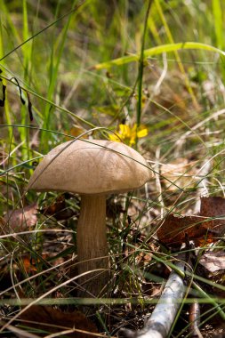 Ormanda büyüyen kahverengi kap çörek görünümünü kapat.