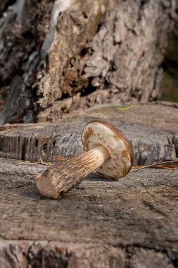 Tek kahverengi kap çörek mantar (Boletus badius) doğal wo