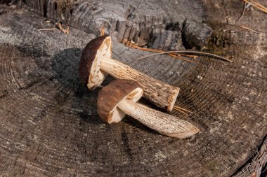 Grup kahverengi kap çörek mantar (Boletus badius) doğal 
