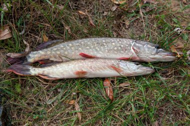 Yeşil çimenlerin üzerinde tatlı su pike balık yalanların görünümü kadar kapatın