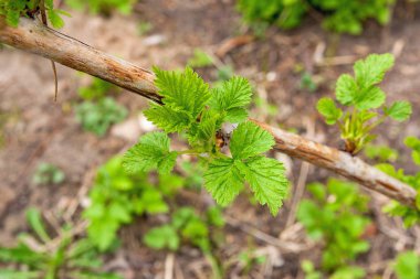 Güzel Ahududu yaprakları. Yeşil bush ahududu. Genç raspbe
