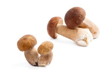 Boletus mantarı wh izole olarak bilinen birkaç porcini mantar