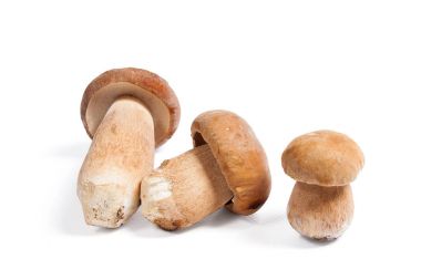 Boletus mantarı wh izole olarak bilinen birkaç porcini mantar