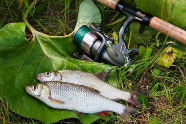 Tatlı su ortak çipura ve AK balık olta ile balık 