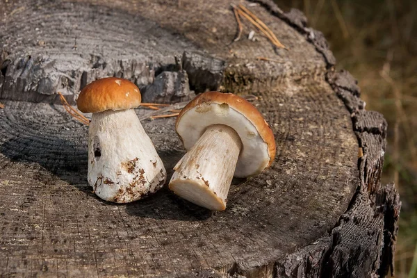 Группа собранных свиных грибов (Boletus edulis, porcino или — стоковое фото