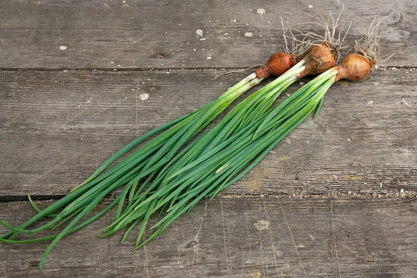 Весенний лук, собранные овощи на винтажном деревянном фоне — стоковое фото