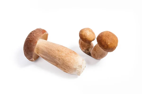 Кілька білих грибів, відомих як болет Едуліс ізольовані на — стокове фото