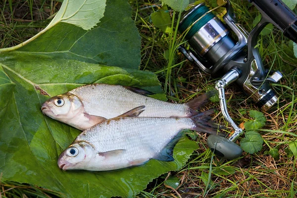 Dos peces de agua dulce dorada blanca o peces de plata con caña de pescar — Foto de Stock