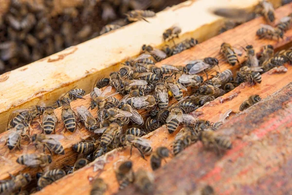 Vue rapprochée des abeilles essaim sur un nid d'abeilles — Photo