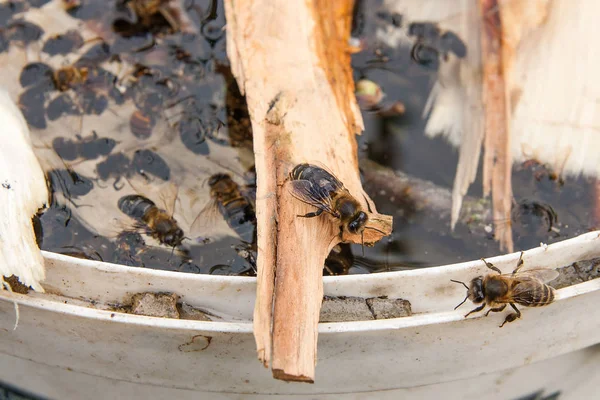 Abelhas bebendo água no verão — Fotografia de Stock