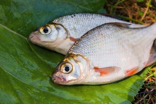 Two freshwater fish white bream or silver fish with fishing rod Royalty Free Stock Photos