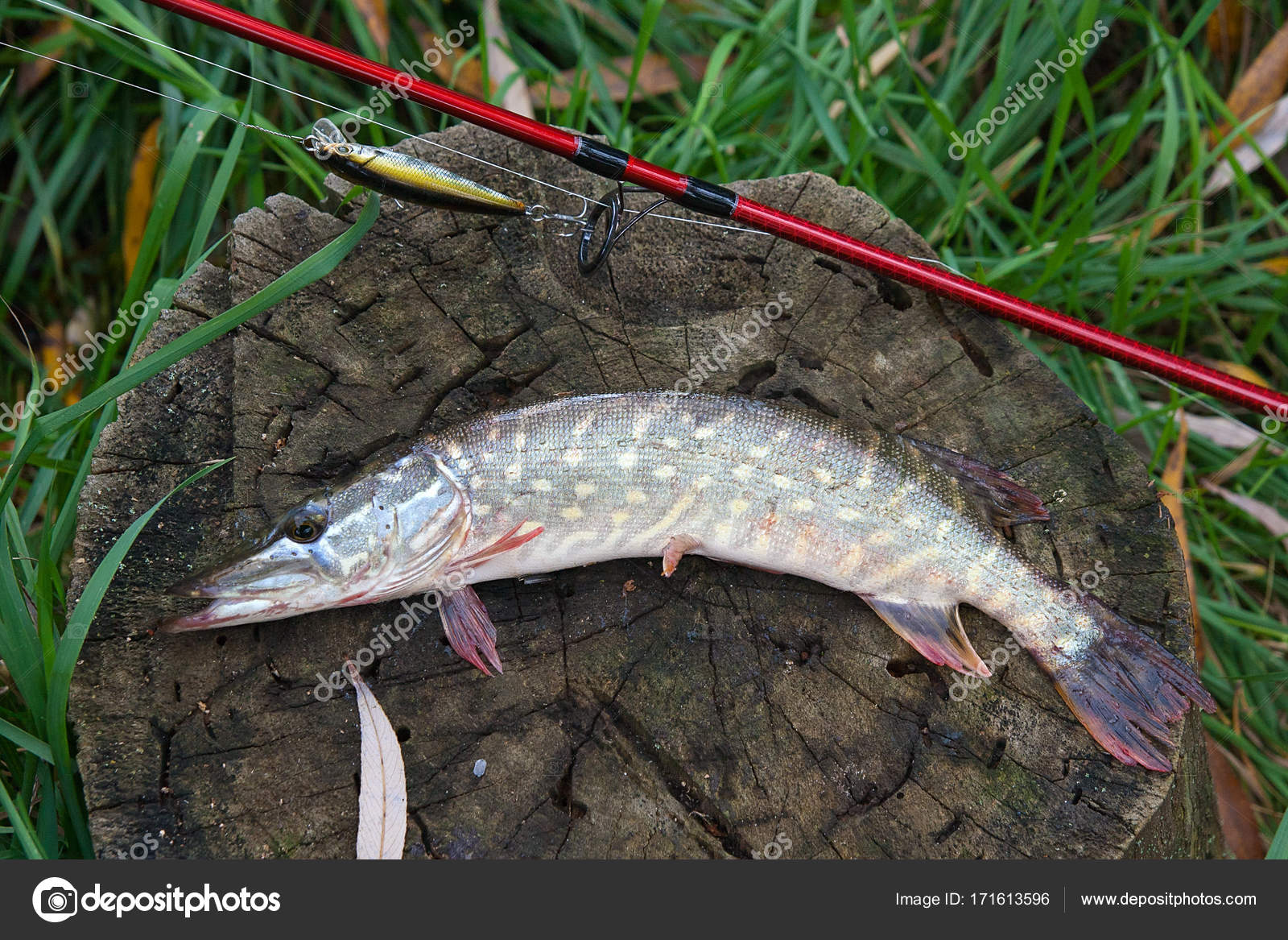 Freshwater pike fish lies on a wooden hemp and fishing rod with — Stock  Photo © kostik2photo #171613596