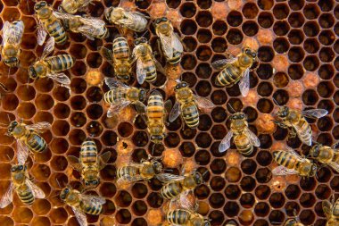 Arılar meşgul, petek üzerinde çalışma arıların görünümü kadar yakın. 