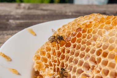 Tatlı tatlım ile petek üzerinde çalışma arı görünümü kadar kapatın