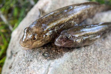 Tatlı su bullhead balık veya yuvarlak kaya balığı balık sadece üzerinden alınan 