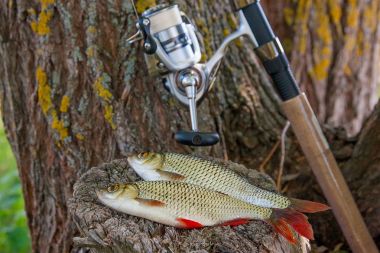 İki tatlı su ortak rudd balık ve olta ree ile görünümü