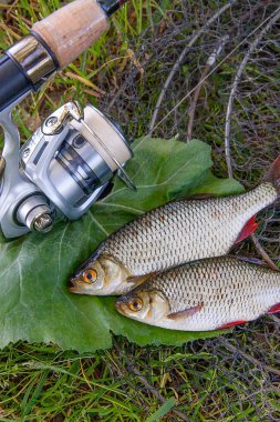 İki tatlı su ortak rudd balık görünümünü siyah Balık ağı üzerinde ve