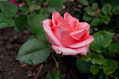 Doğal kırmızı gül çiçek yakın çekim yeşil otobüste