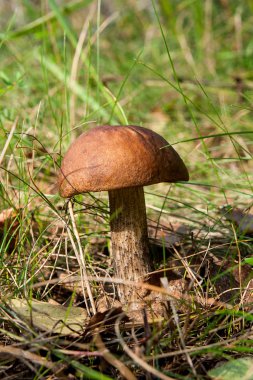 Ormanda büyüyen kahverengi kap çörek görünümünü kapat.