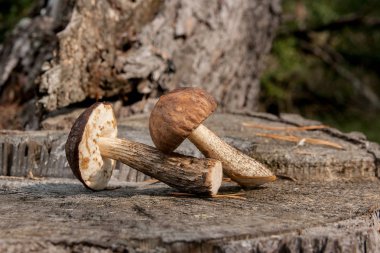 Grup kahverengi kap çörek mantar (Boletus badius) doğal 