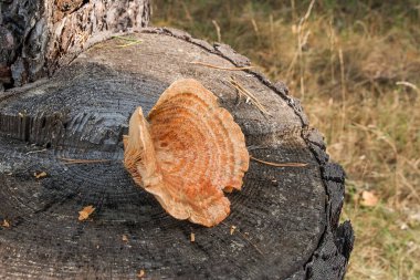 Doğal ahşap zemin üzerinde bir safran süt Cap