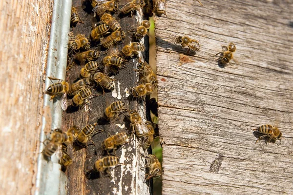 Abundância de abelhas na entrada da colmeia em apiário . — Fotografia de Stock