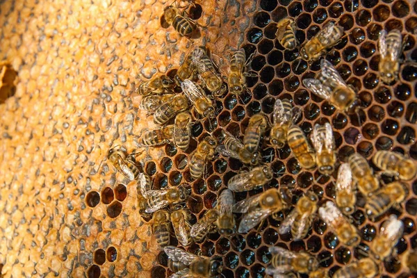 Vista de las abejas en el panal con miel dulce . —  Fotos de Stock