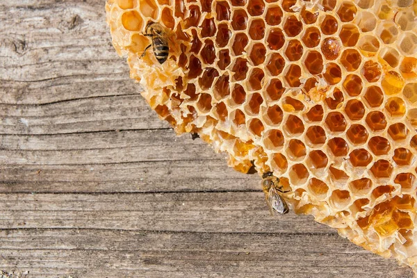 Vue rapprochée de l'abeille qui travaille sur le nid d'abeille avec son doux hon — Photo