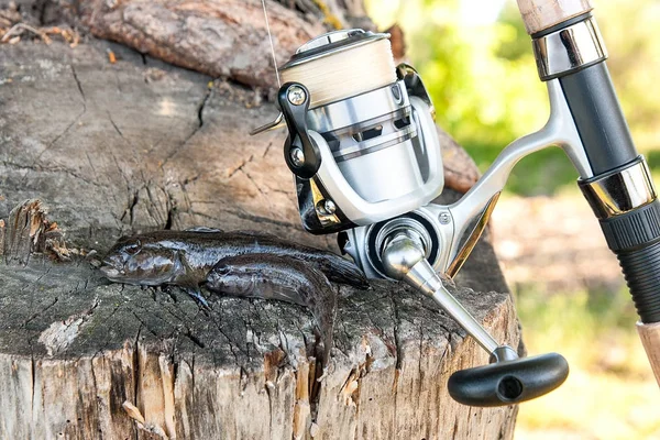 Två sötvatten bullhead fisk eller svartmunnad smörbult fisk bara tas från — Stockfoto