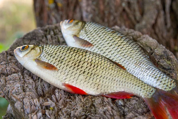 İki ortak rudd balık görünümü doğal vintage ahşap adam '